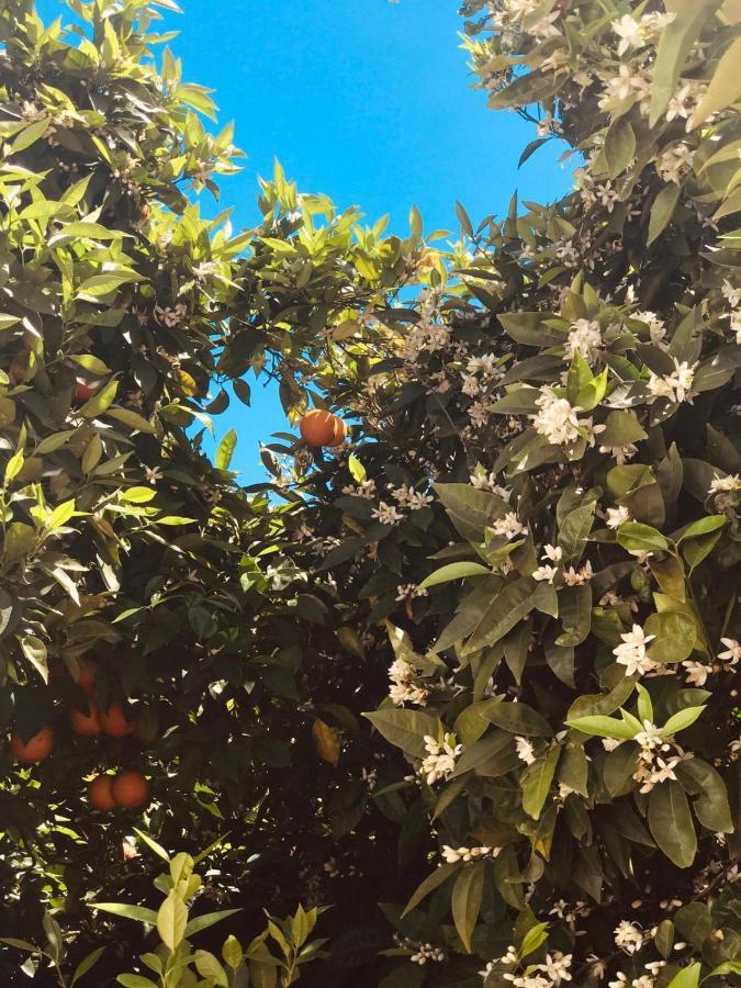 Terre Del Faro Daire Scanzano Jonico Dış mekan fotoğraf